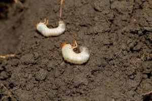 uploads/images/pest/soyabean grubs.jpg